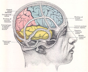 image of parts of the human brain
